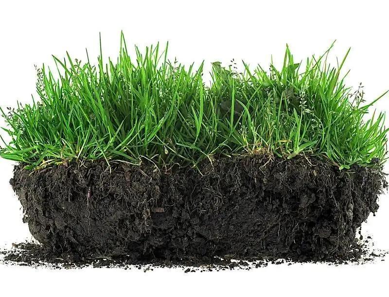 Soil Revitalizer 8.5 oz – Fast-Acting Formula to Restore Nutrients and Boost Plant Growth